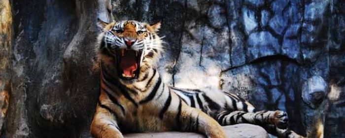 And the tiger roars! A further analysis that the SFC will not tolerate market misconduct